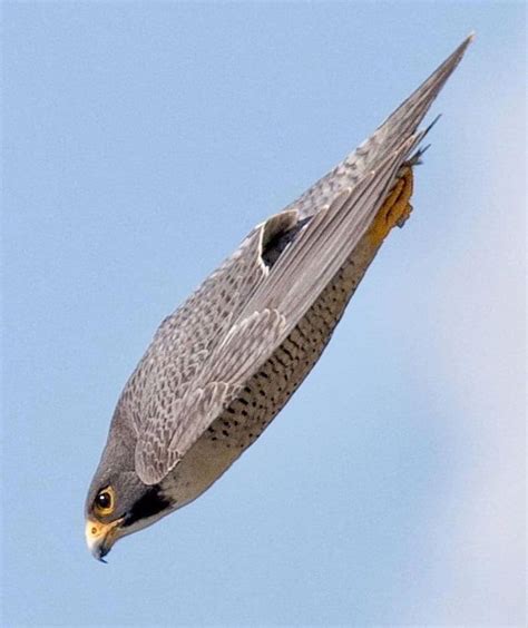 A Peregrin falcon dive. The peregrine falcon is the fastest diving bird in the world and the ...