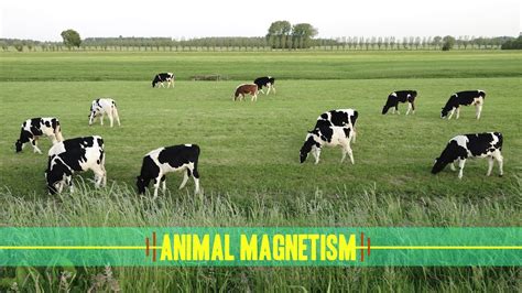 Animal Magnetism: How Animals Navigate - YouTube