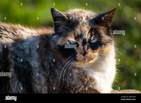 Beautiful calico cat with blue eyes sitting in the garden with sunshine ...