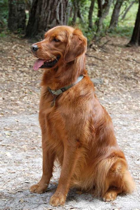 Dark golden retrievers | Red golden retriever puppy, Retriever puppy ...