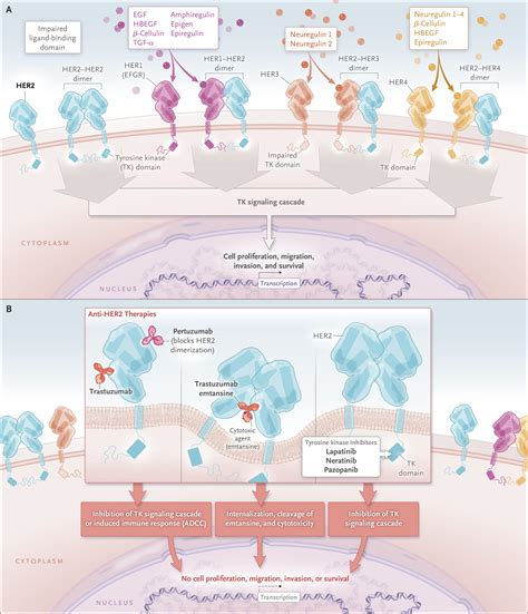 HER2 and Breast Cancer — A Phenomenal Success Story | NEJM