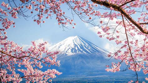 Fujisan Sakura – Bing Wallpaper Download