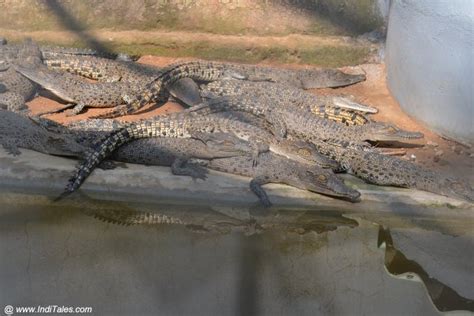 Saltwater Crocodiles At Bhitarkanika National Park - Inditales