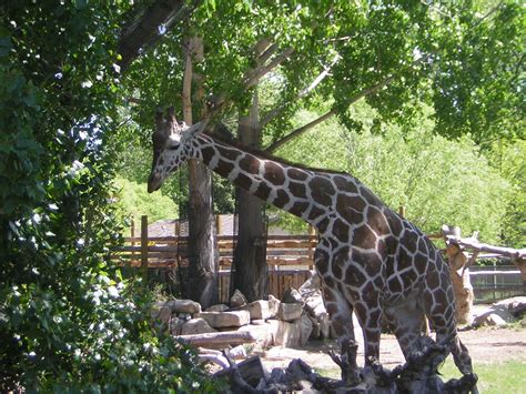 Edwards Family: Zoo Boise