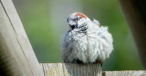 Why Do Birds Have Feathers: The Remarkable Adaptation of Birds - The Worlds Rarest Birds