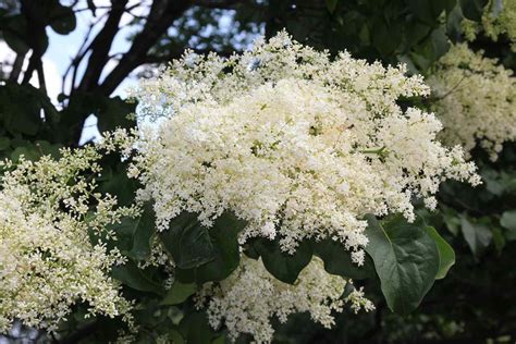 Japanese Lilac Tree: Care and Growing Guide