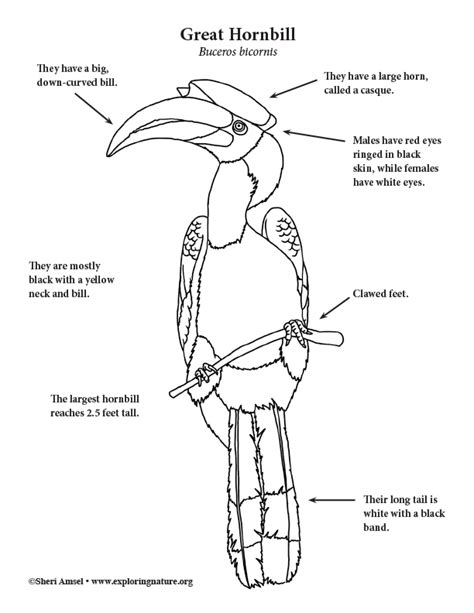 Hornbill (Great) Coloring Page