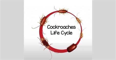Cockroach Life Cycle - Metamorphosis of Intriguing Insects - Learn ...