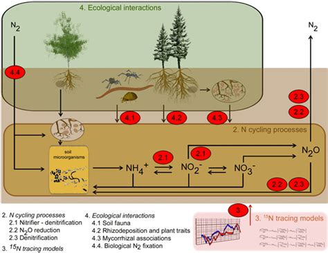 SOIL - The soil N cycle: new insights and key challenges