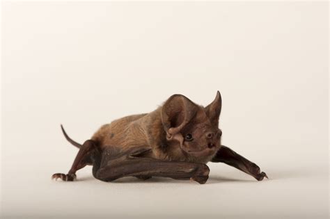 A critically endangered Florida bonneted bat (Eumops floridanus ...