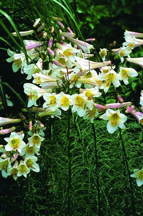 Learn about Lilium regale | Regal Lily | Perennial Encyclopedia