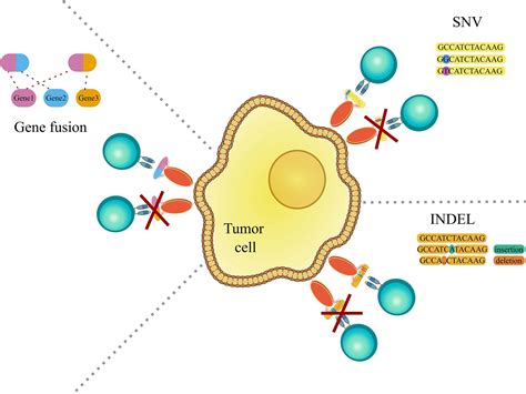 Frontiers | T Cell Epitope Prediction and Its Application to Immunotherapy