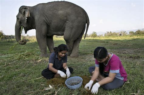 Pricey elephant poop coffee - Photo 1 - CBS News