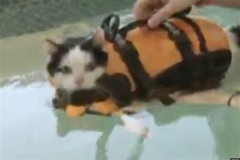 Cat Swimming Video: Holly The Housecat Swims To Lose Weight At Northern ...