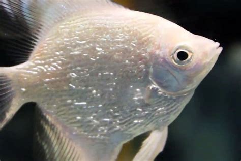 PLATINUM PEARLSCALE ANGELFISH | ubicaciondepersonas.cdmx.gob.mx