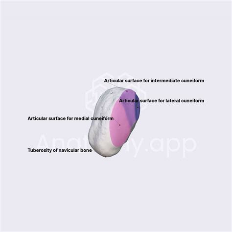 Navicular bone | Skeleton of the lower limb | Lower Extremity | Anatomy ...