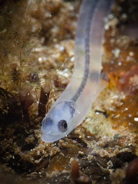 European Eel - Anguilla anguilla