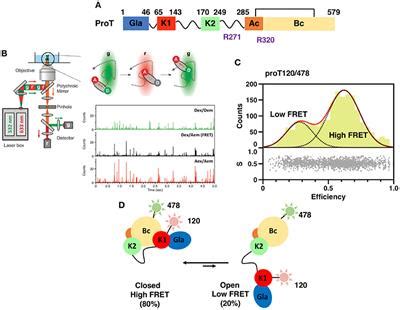 Frontiers | Structure of Coagulation Factor II: Molecular Mechanism of Thrombin Generation and ...