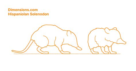 Hispaniolan Solenodon Dimensions & Drawings | Dimensions.com