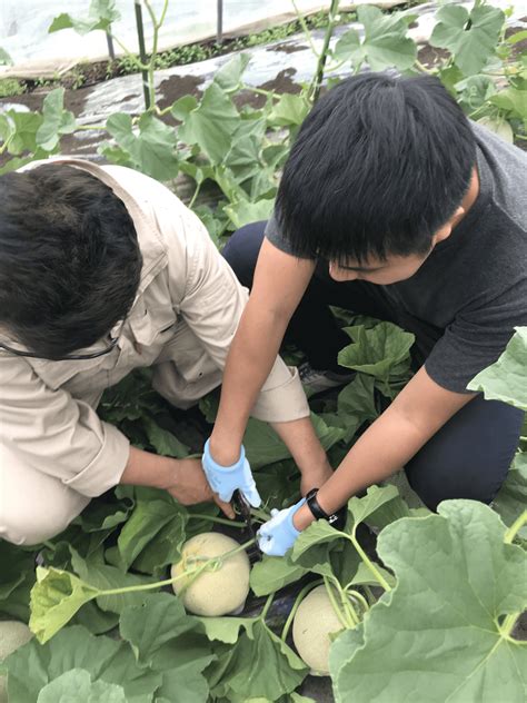 Visiting Yubari King Melon Farm at Hokkaido – Masai Mara