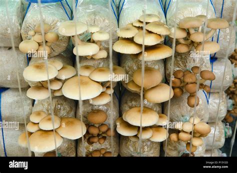 Mushroom cultivation farms Stock Photo - Alamy