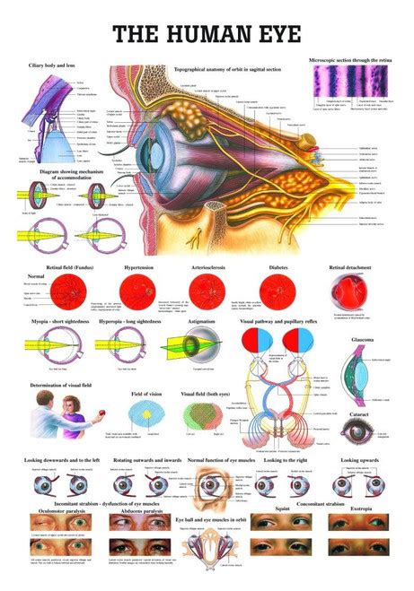 The Human Eye Poster - Clinical Charts and Supplies