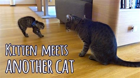 Kitten meets another cat (for the first time) - YouTube