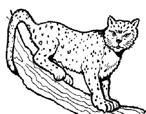 Bobcat clipart black and white, Bobcat black and white Transparent FREE ...