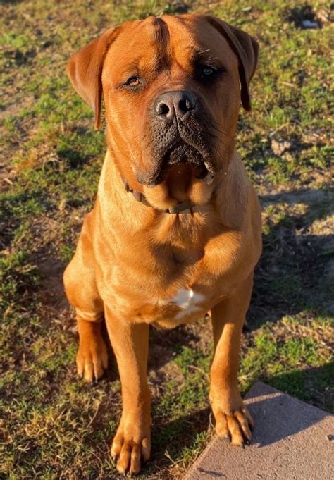 Rottweiler X Dogue de Bordeaux mix | Bulldog breeds, Mastiff mix ...