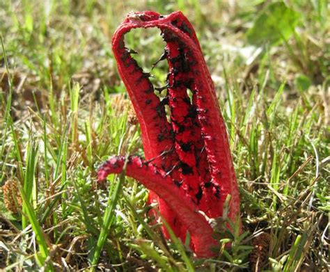 Clathrus archeri, Devil's Fingers fungus identification