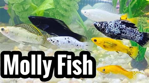 Black Molly Fish Care (Need to Know) – HousePetsCare.com