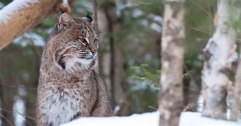 Wildlife Cams and Corridors - New England Forestry Foundation New ...