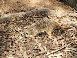 Meerkat, Taronga Western Plains Zoo at Dubbo | Tobias Ziegler | Flickr