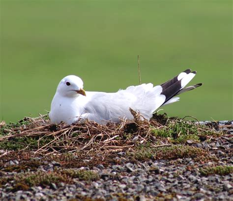 Nesting Common Gull | Another gull nesting on the roof of th… | Flickr