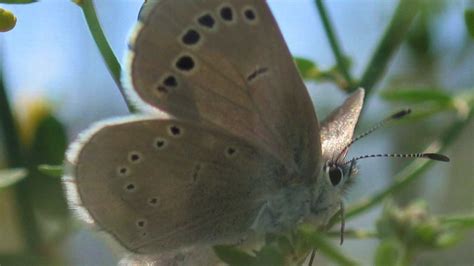 Rediscovering the Palos Verdes Blue Butterfly