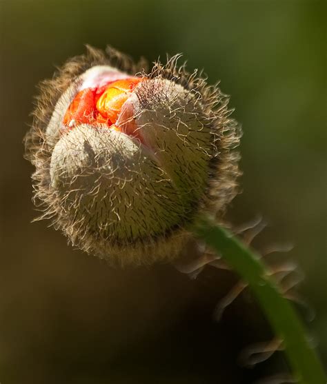 Iceland Poppy - South Coast Botanic Garden Foundation