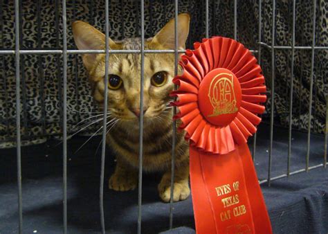 Cats On Parade: Inside The World Of Cat Show Competitions - CatGazette