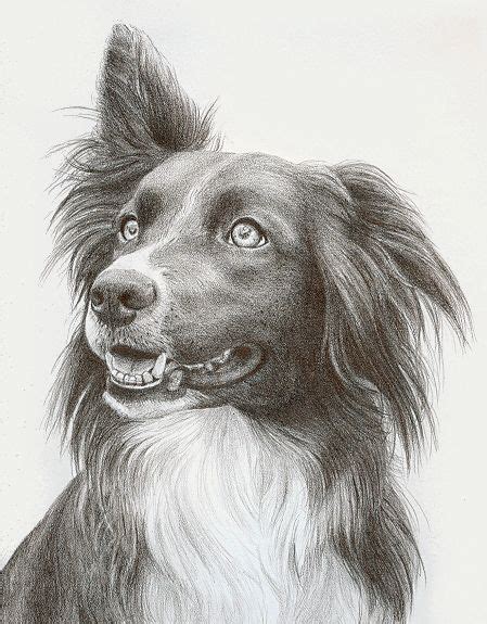 Pet Portraits - Graphite Border Collie | Realistic drawings, Pencil ...