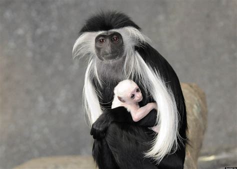 Brookfield Zoo Angolan Colobus Monkey Baby Born (PHOTOS)