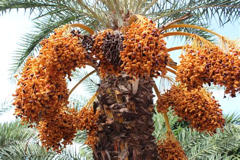 Date palm garden emerges as new photo hotspot in Vietnam’s Mekong Delta | Tuoi Tre News