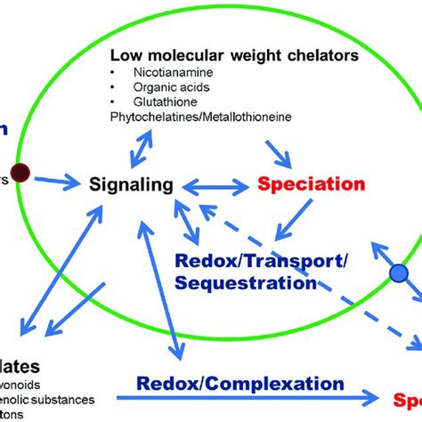 Some examples of metalloproteins which can be modified by metal ...