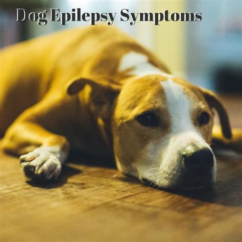 Dog Epilepsy Symptoms | Best Canine Health And Care | Epilepsy in dogs, Epilepsy symptoms ...