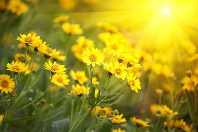 Sunlight Tracking In Gardens - How To Map Sunlight In Your Garden