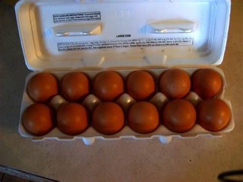 Barnevelders | Chicken egg colors, Fresh chicken, Chicken eggs