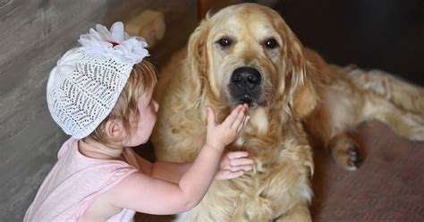 Golden Retrievers & Kids: Everything You Need To Know – Golden Hearts