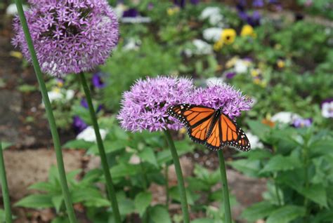 What Are the Best Flowers to Plant in May? | Belle Fiori