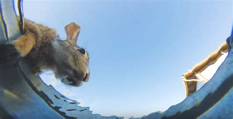 This underwater view of animals drinking from a bucket is oddly fascinating ...