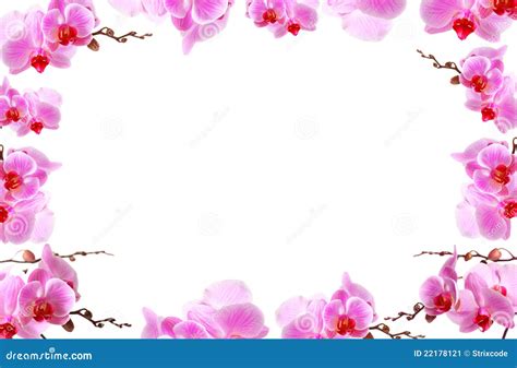 Orchid Flowers Border With White Copy Space Stock Image - Image: 22178121