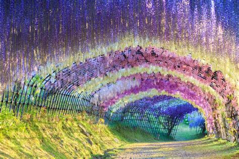 10+ Gorgeous Wisteria Tree Tunnels You Can Only Find in Japan