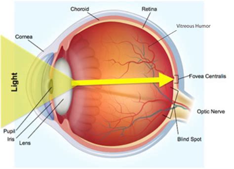 The Eyes – Our Window To The World – NovaVision